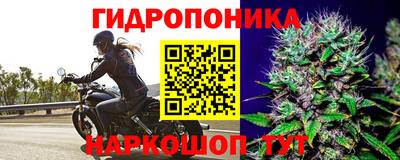 шишки Ипатово